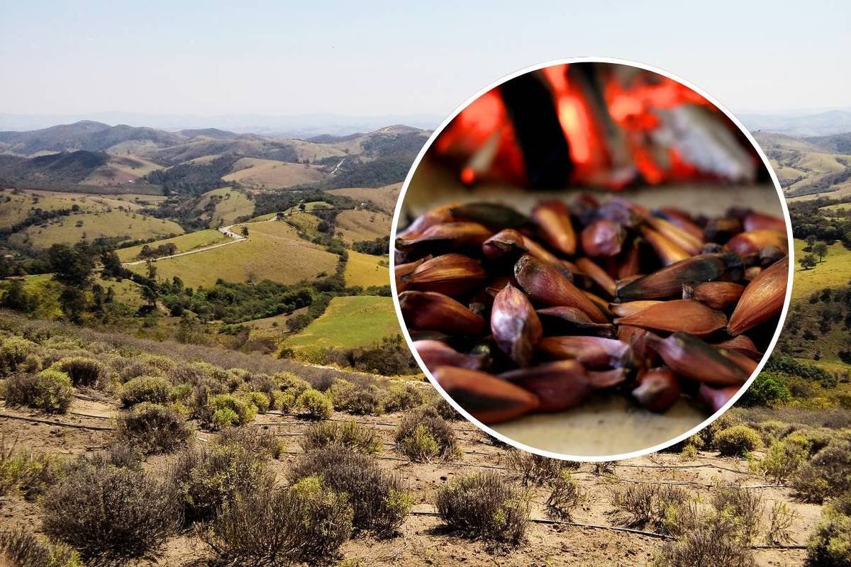 Festival do Pinhão em Cunha, com barracas de comida e decoração temática.