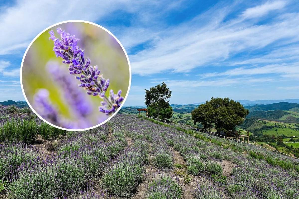 Campo de lavandas com vista para a Serra da Mantiqueira em Cunha, Brasil