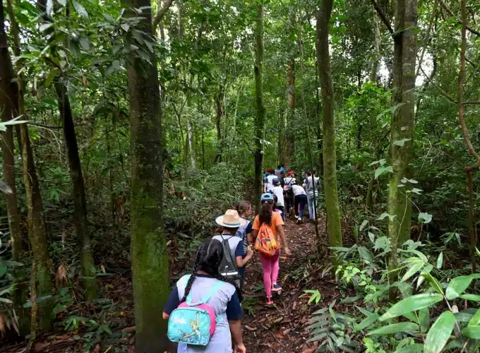 Vista da Mata de Santa Genebra em Campinas, destacando sua rica vegetação.