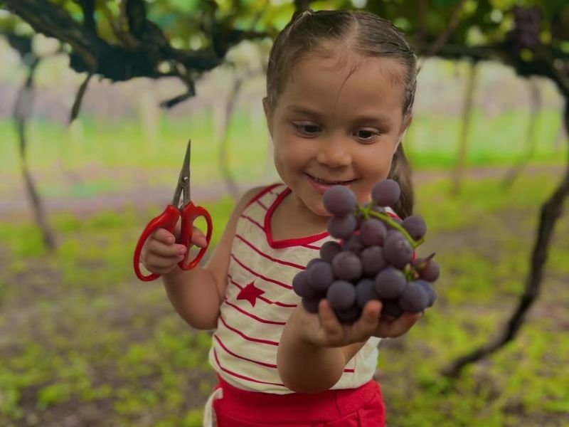 Família desfrutando de uma experiência de colheita de frutas no Villagio Michelin, Jundiaí, com um trenzinho ao fundo.
