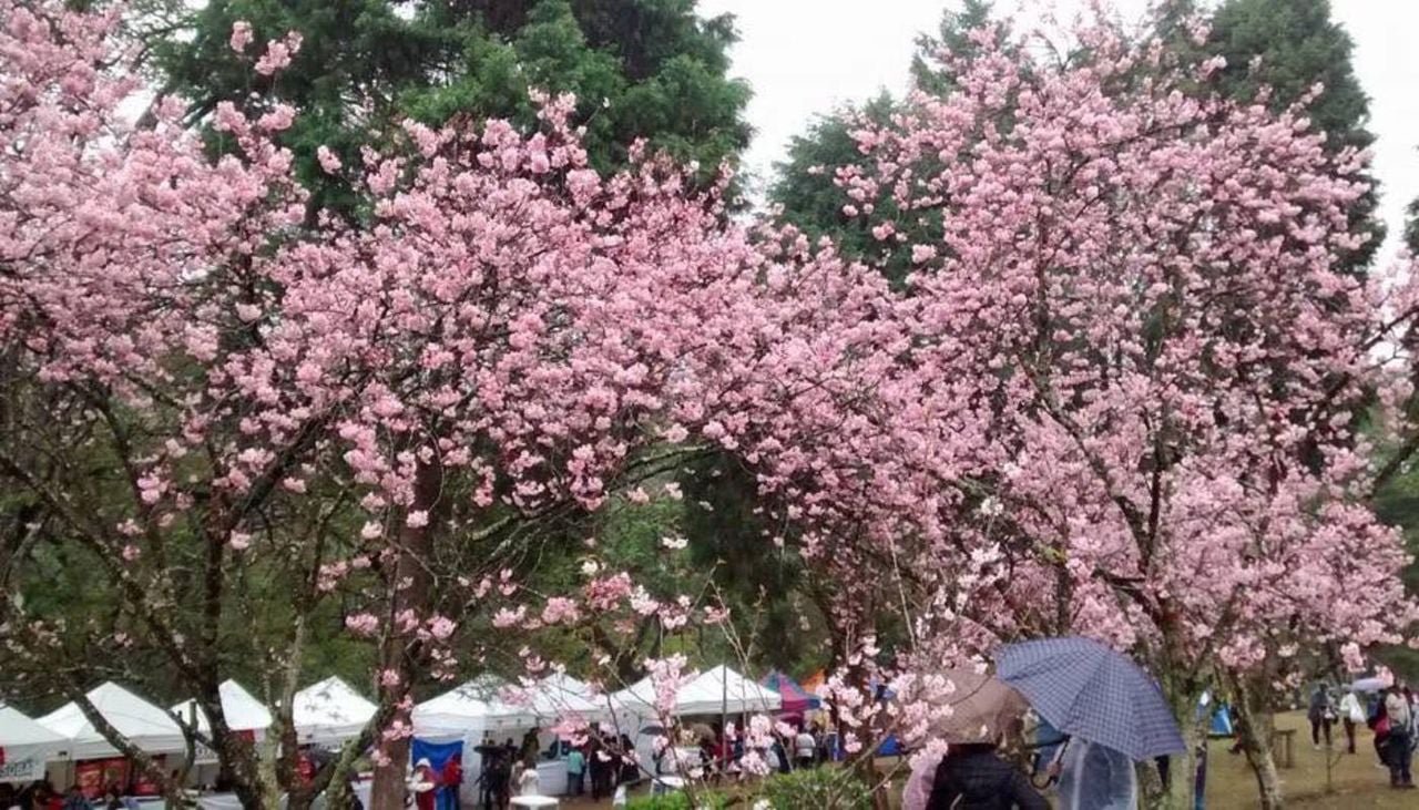 Visual deslumbrante do bosque de cerejeiras no Parque do Carmo durante a Festa das Cerejeiras, com flores rosadas em destaque.