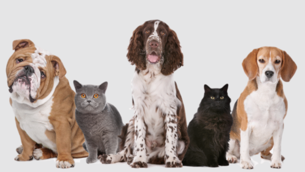 Cães e gatos disponíveis para adoção na Feira de Adoção Pet no Shopping Pátio Higienópolis