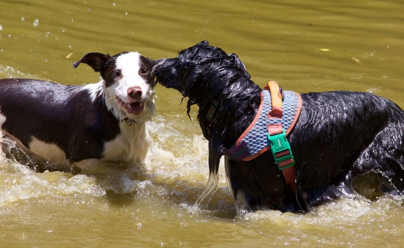 Vinícola Saccomani em Jundiaí com pets e natureza
